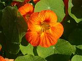 Nasturtiums orange 